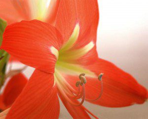 amaryllis-image-sandys-back-porch