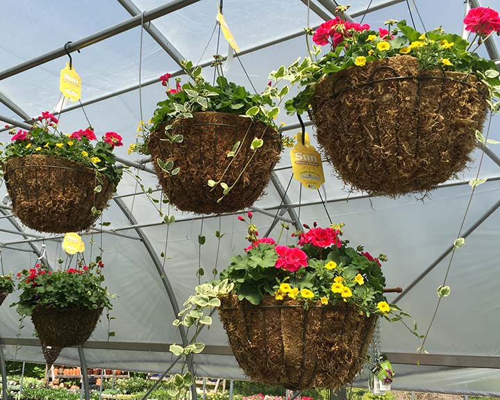 hanging-baskets-image-sandys-back-porch