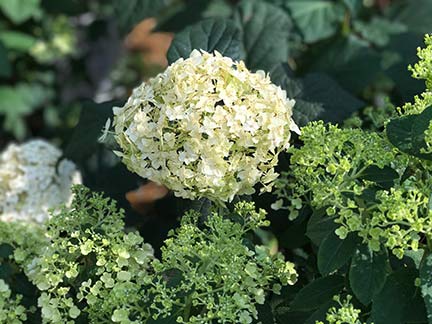 hydrangea-arborescens-image-sandys-back-porch