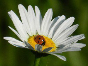 ladybug-daisy-image-sandys-back-porch