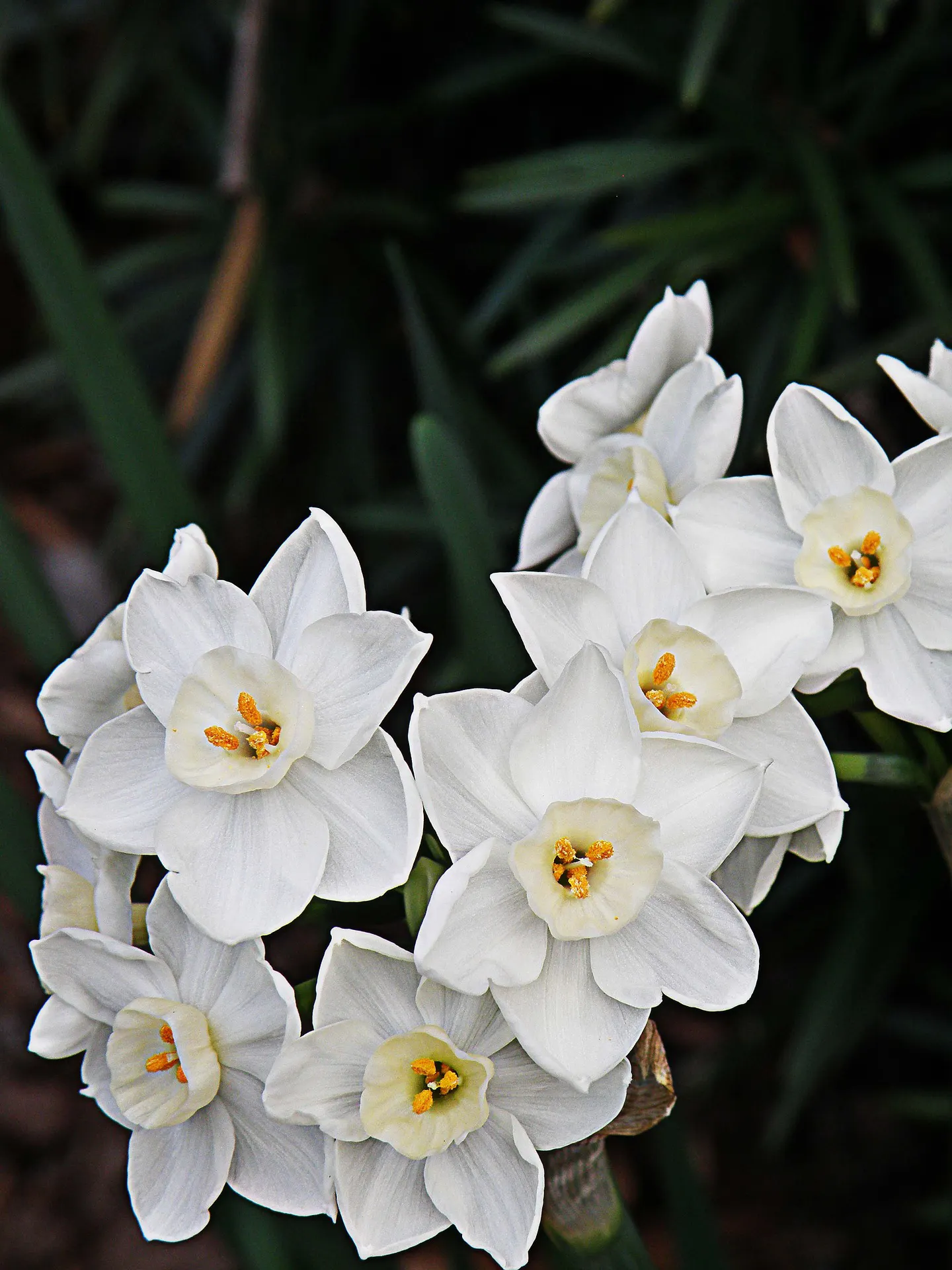 closeup shot of Forcing Paperwhites Indoors with leaves in the back