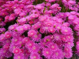 pink-mums-image-sandys-back-porch