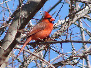 sandys-back-porch-cardinal-bird-image