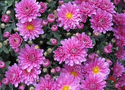 sandys-back-porch-garden-mums-planting-guidelines-image