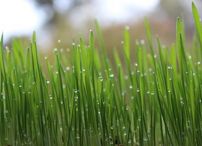 sandys-back-porch-grass-lawn-care-image