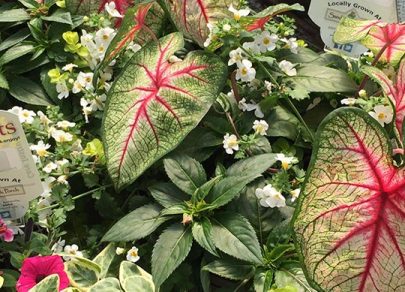 sandys-back-porch-hanging-basket-patio-pot-image