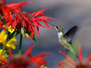 sandys-back-porch-hummingbird-image