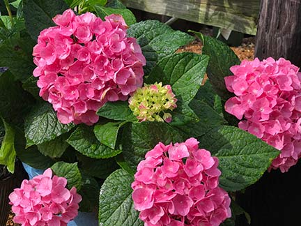 sandys-back-porch-hydrangea-macrophylla-pink