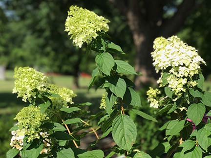 sandys-back-porch-photo-of-hyndrangea-paniculata