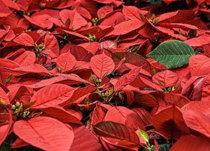 sandys-back-porch-photo-of-poinsettia