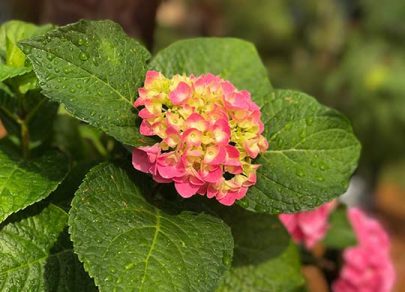 sandys-back-porch-pink-hydrangeas-image