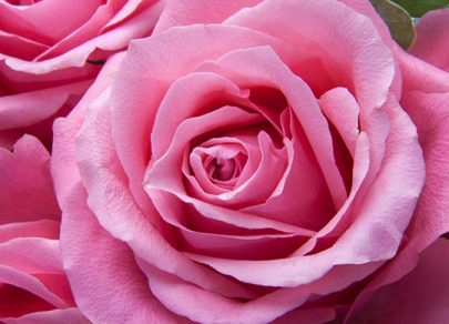 sandys-back-porch-pink-rose-care-image