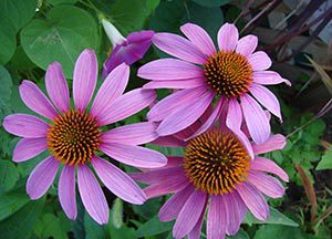 sandys-back-porch-planting-purple-perenniels-image