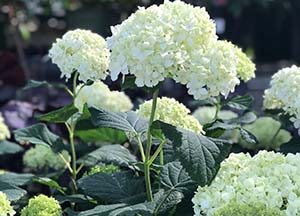 sandys-back-porch-white-hydrangea-landscape-tips-image