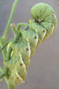 tomato-horn-worm-image-sandys-back-porch