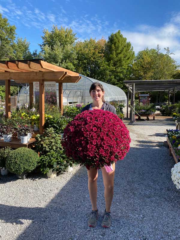 huge-fall-mums-image-sandys-back-porch