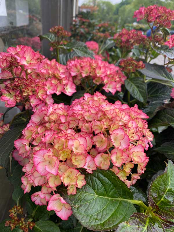 pink-hydrangea-flower-image-sandys-back-porch